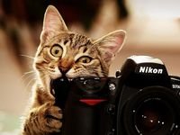 pic for Cat Camera Funny 